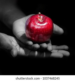 Hands Holding A Red Apple, The Forbidden Apple, In Black Background.