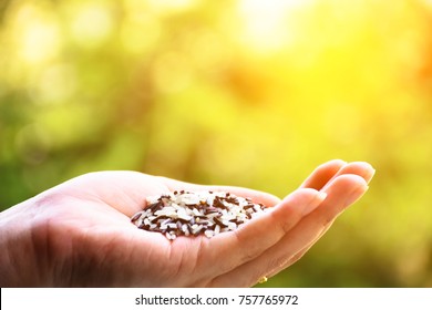 Hands holding rice on the nature background - Shutterstock ID 757765972