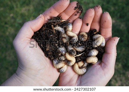 Hands holding rose chafer larvae in compost soil                  