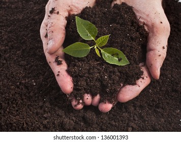 Hands Holding Sapling In Soil Surface