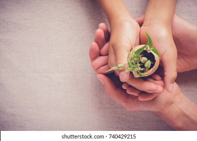 hands holding seedling in eggshells, montessori , CSR , Eco green sustainable living,zero waste, plastic free, earth day, world environment day,responsible consumption, eco emergency