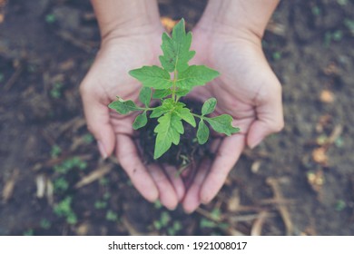 357 Seedling Faith Images, Stock Photos & Vectors | Shutterstock
