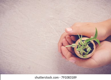 Hands Holding Seedling Plants In Eggshells, Montessori, Education, Reuse, CSR Social Responsibility, Eco Green Zero Waste , Plastic Free, Sustainable Living,  Young Volunteer Charity Work