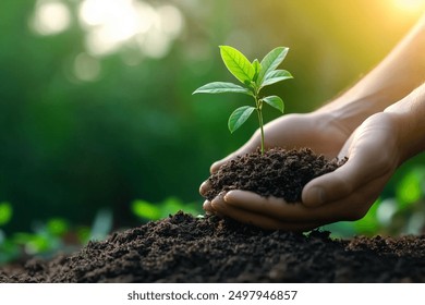 Hands holding seedlings and soil for planting trees on a green background, representing Earth Day concepts and the World environment day. A man's hands are growing a young tree with sunlight and light - Powered by Shutterstock