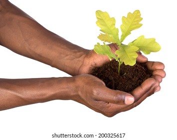 Hands Holding A Small Plant