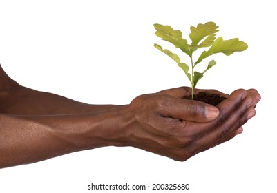 Hands Holding A Small Plant