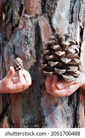 Hands Holding A Small Scotch Pine Cone And A Big Stone Pinecone By The Tree Trunk Of A Pine Tree 'Pinus Pinea'. Showing The Difference In Size.