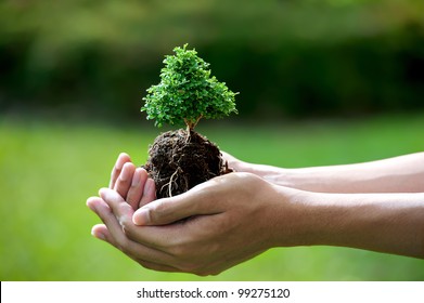 Hands Holding A Small Tree