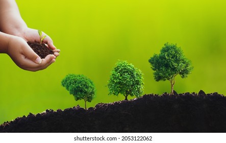 Hands Holding Small Tree Is Planting. Concept Of Environmental Stewardship And World Environment Day With CSR Concept