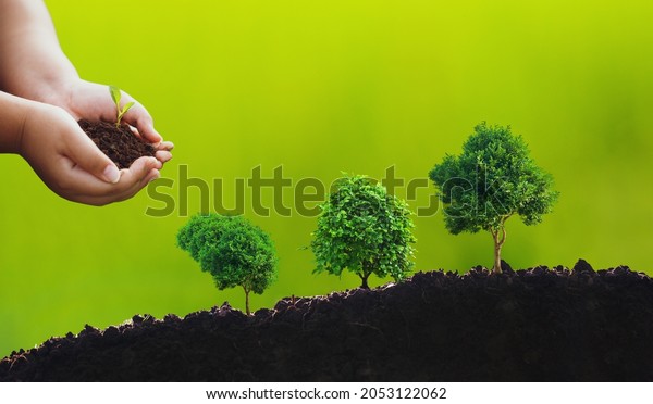 Hands holding small tree is planting. Concept of\
environmental stewardship and World Environment Day with CSR\
concept