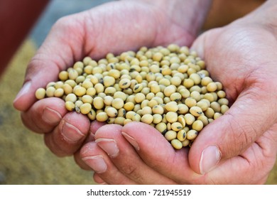 Hands Holding Soy Beans