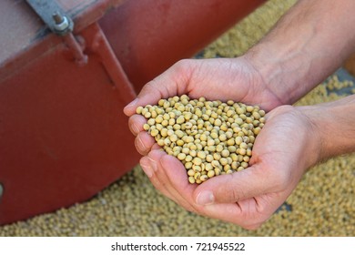 Hands Holding Soy Beans