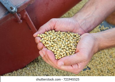 Hands Holding Soy Beans