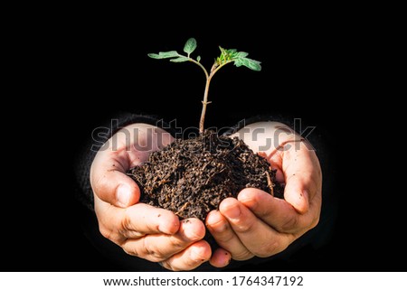 Similar – Hand holds young chili plant