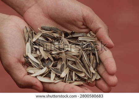 Hands Holding Sunflower Seed Shells