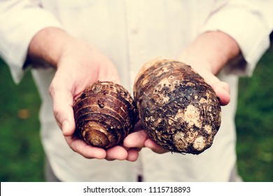 Hands Holding Taro Organic Produce From Farm