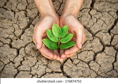 Hands Holding Tree Growing On Cracked Earth /hands Growing Tree / Save The World / Environmental Problems / Love Nature / Heal The World / Cut Tree /  Growing Tree On Crack Ground / Love Tree