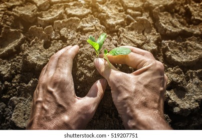 hands holding tree growing on cracked earth,environmental problems,love nature,growing tree on crack ground - Powered by Shutterstock
