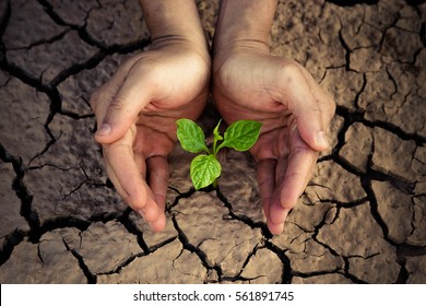 Hands holding a tree growing on cracked ground / Save the world / Environmental problems / Protect nature