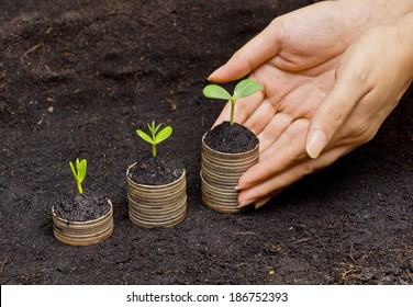 hands holding trees growing on coins / csr / sustainable development / economic growth / trees growing on stack of coins / green development