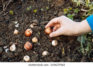 hands holding tulip bulbs before planting in the ground