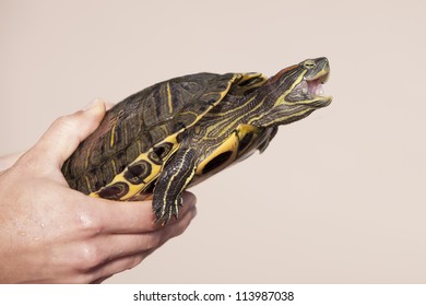 Hands Holding A Water Turtle Is With Menacing Pose, Stiff Neck And Jaw