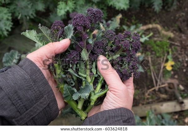Hands holding winter purple broccoli. Purple\
sprouting broccoli is a very attractive winter vegetable which is\
also considered to be a\
superfood.