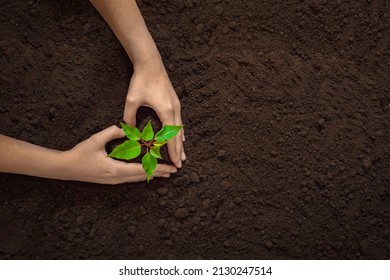hands holding a young green plant, top view free space, earth day background, the concept of farming, new life, investment, organic products and ecology
