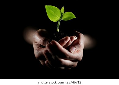 Hands Holding Young Plant