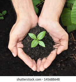 Hands Holding Young Plant With Soil