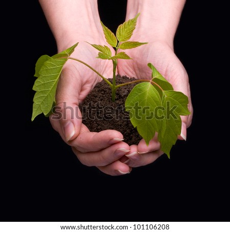 Similar – Hand holds young chili plant