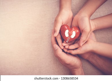 Hands Holiding Red Heart With Kidney, World Kidney Day, National Organ Donor Day, Charity Donation Concept