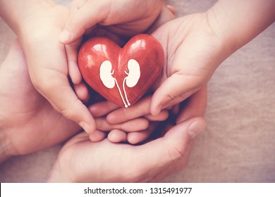 Hands Holiding Red Heart With Kidney, World Kidney Day, National Organ Donor Day