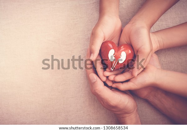 hands holiding red\
heart with kidney, world kidney day, National Organ Donor Day,\
charity donation concept