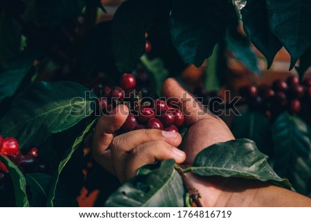 hands of an indigenous farmer grabbing fruits from the coffee plant