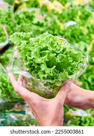 Hands with lettuce leaves in the store - Shutterstock ID 2255003861