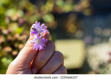 In The Hands Of A Lilac Field Flower