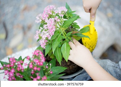 Hands Of Little Asian Child Planting Flower