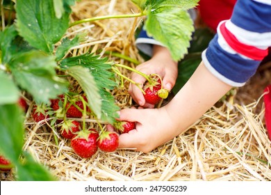Hands Of Little Child Picking Strawberries On Organic Pick A Berry Farm In Summer, On Warm Day.