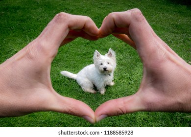 Hands Making Heart Shape Around Cute West Highland Terrier Westie Dog: Owner POV Point Of View - Animal Welfare And Care