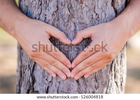 Hands making a heart shape on a tree. Treehugger. A nature lover environmentalist with arms wrapped around a pine tree and fingers formed in the shape of a heart.