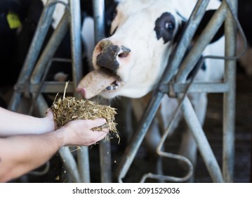 Hands Of Male Farmer Holding Out Handful Of Organic Compound Feed To Black And White Holstein Cow Peeking Through Stall Fence At Livestock Farm