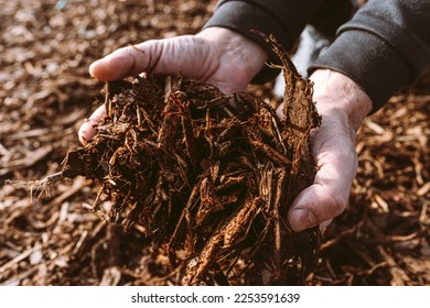 Hands of male gardener holding wood chips mulch closeup. Organic tree bark mulch, crushed processed into chips, plant care, fertilization and soil mulching. Use of recycled organic waste - Powered by Shutterstock