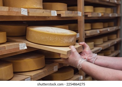 A hands  of man cheesemaker hold cheese, wooden shelves with a ready cheese circle, ripening. production. Shelves with cheese at a cheese warehouse - Shutterstock ID 2254864275