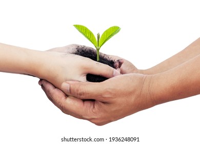 Hands Of Man And Child Hold Young Plant On White Background