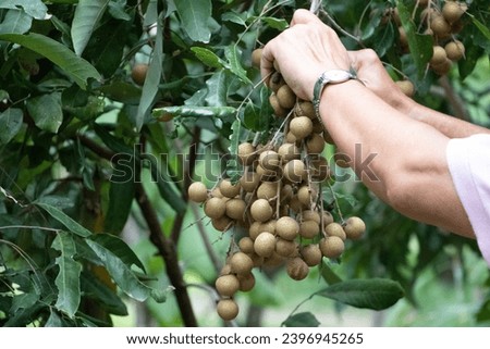 Hands of a man harvesting Longan fruits on tree. Longan orchards - Tropical fruits young longan in Chiang Rai, Northern Thailand. Organic longan orchard garden.