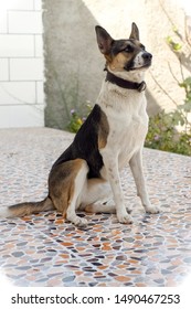 Hands Of A Man On His Dog's Head A German Panda Shepherd Dog Looking Away From The Camera