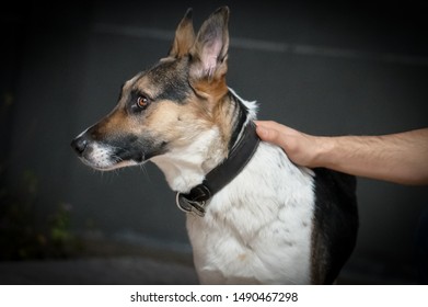 Hands Of A Man On His Dog's Head A German Panda Shepherd Dog Looking Away From The Camera