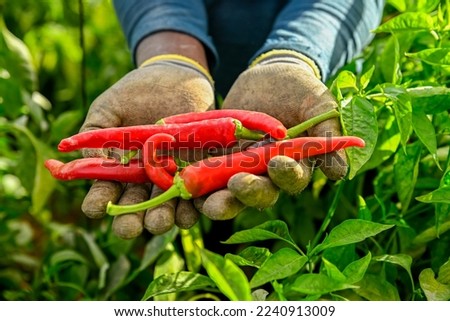 Hands of a man, picking red hot peppers in a greenhouse