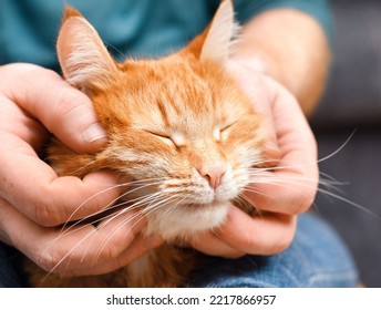 Hands Of A Man Stroking A Ginger Cat Close-up